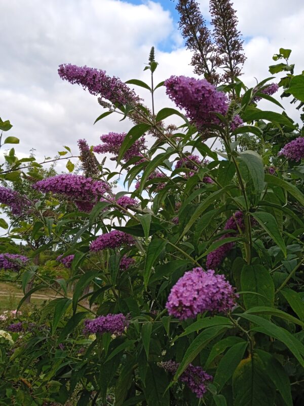 BUDDLEIA davidii (Arbre aux papillons)