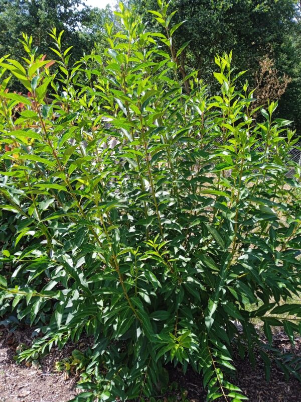 FORSYTHIA intermedia  'Lynwood gold' – Image 6