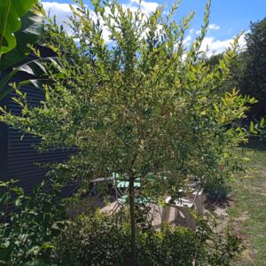 SALIX integra 'Hakuro-Nishiki (Saule crevette)