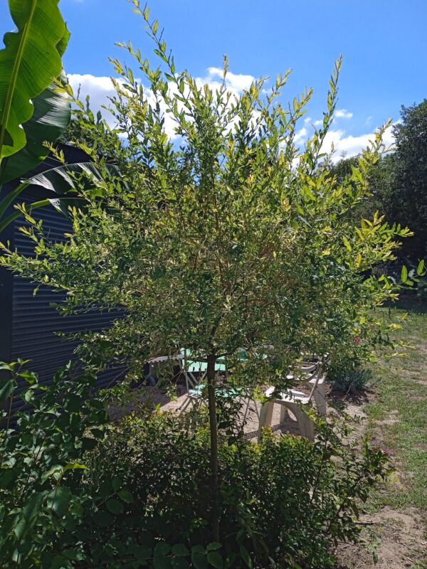 SALIX integra 'Hakuro-Nishiki (Saule crevette)