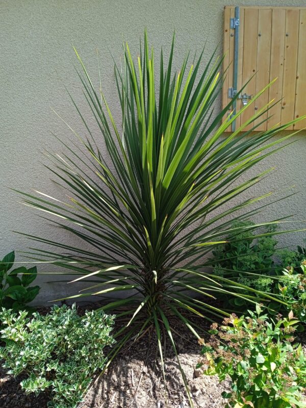 CORDYLINE indivisa – Image 4
