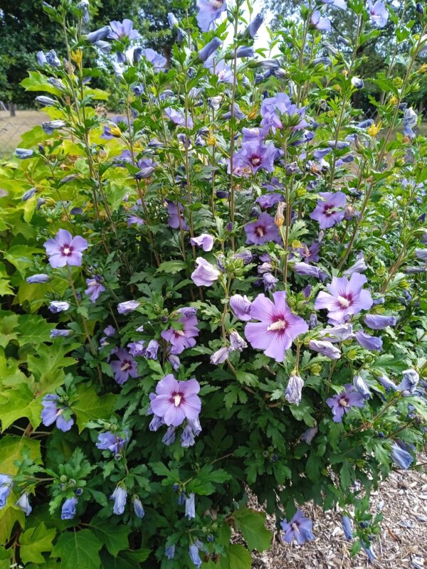 HIBISCUS syriacus  (Althéa Blanc, Bleu, Rouge, Rose, Blanc à coeur rouge) – Image 8