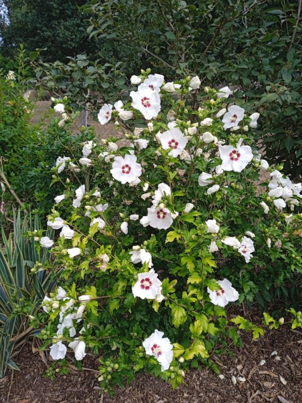 HIBISCUS syriacus  (Althéa Blanc, Bleu, Rouge, Rose, Blanc à coeur rouge) – Image 7