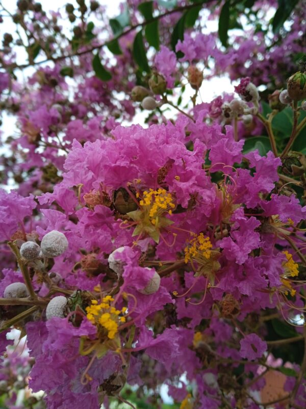 LAGERSTROEMIA  (Lilas des Indes) (Blanc, Rose, Rouge, Violet) – Image 12