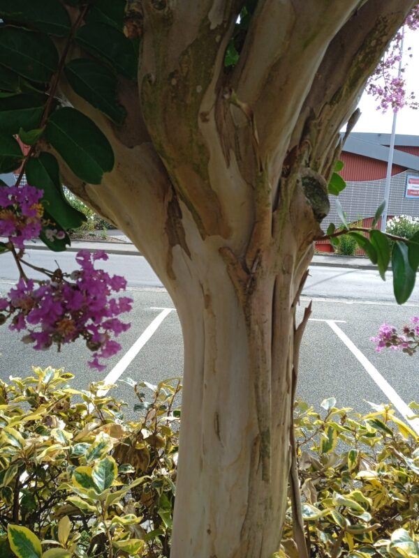 LAGERSTROEMIA  (Lilas des Indes) (Blanc, Rose, Rouge, Violet) – Image 11