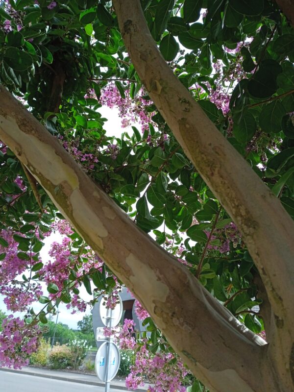 LAGERSTROEMIA  (Lilas des Indes) (Blanc, Rose, Rouge, Violet) – Image 10