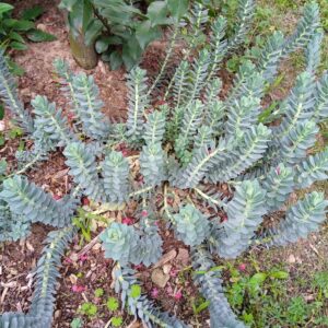 EUPHORBIA myrsinites (Euphorbe rampante)
