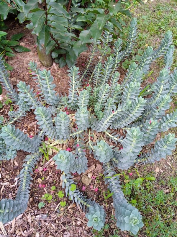 EUPHORBIA myrsinites (Euphorbe rampante)