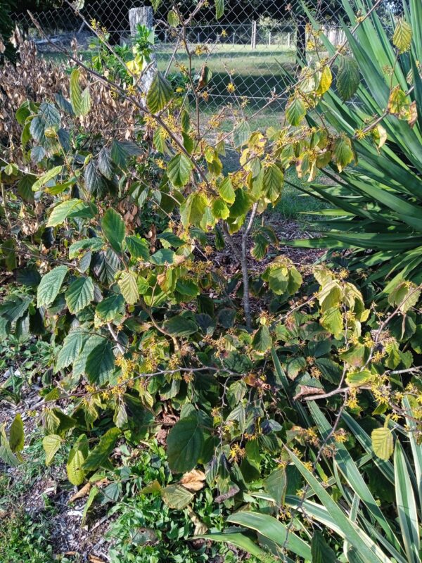 HAMAMELIS X intermedia  (Orange, jaune, rouge) – Image 10