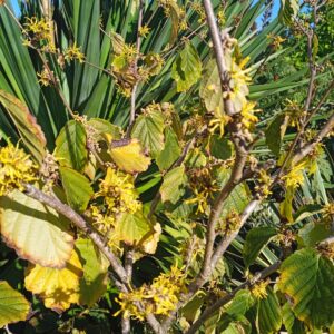 HAMAMELIS X intermedia  (Orange, jaune, rouge)