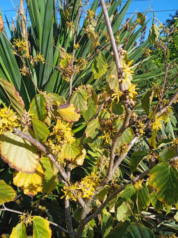 HAMAMELIS X intermedia  (Orange, jaune, rouge)