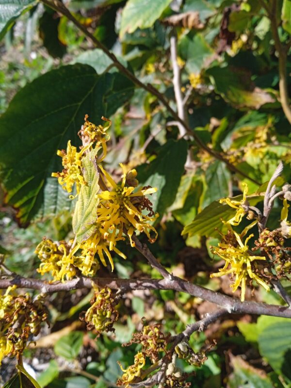 HAMAMELIS X intermedia  (Orange, jaune, rouge) – Image 8