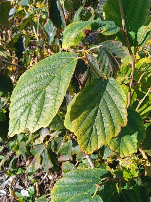 HAMAMELIS X intermedia  (Orange, jaune, rouge) – Image 9
