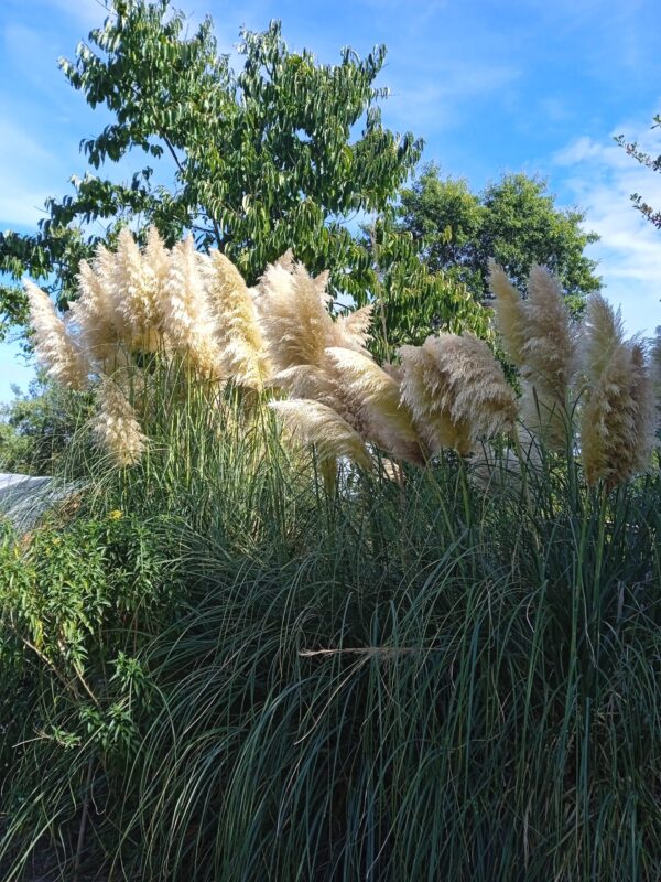 CORTADERIA selloana 'Gigantea'  (Herbe de la pampa) – Image 7