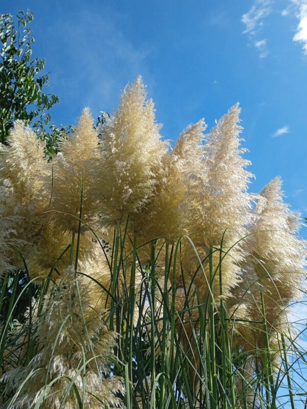 CORTADERIA selloana 'Gigantea'  (Herbe de la pampa) – Image 6