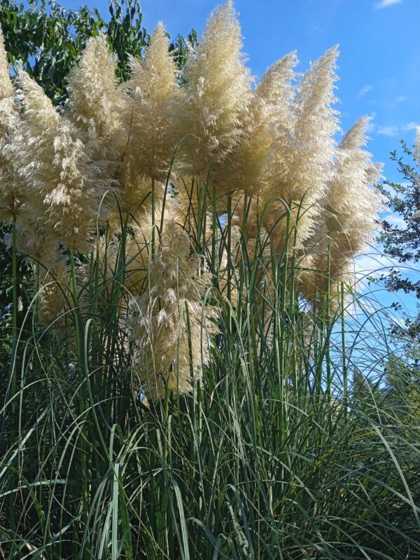 CORTADERIA selloana 'Gigantea'  (Herbe de la pampa) – Image 5
