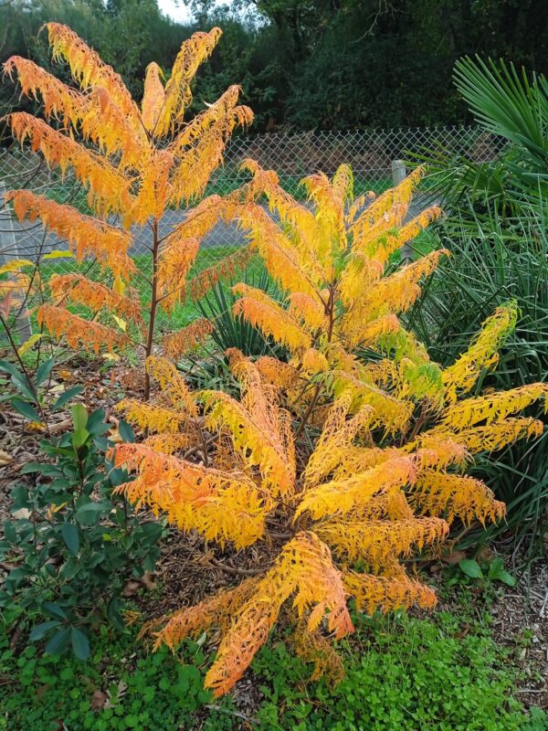 RHUS typhina 'Dissecta' (Sumac de Virginie aux feuillage découpé) – Image 12