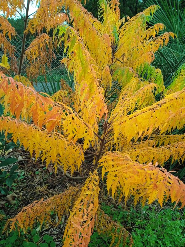 RHUS typhina 'Dissecta' (Sumac de Virginie aux feuillage découpé) – Image 11
