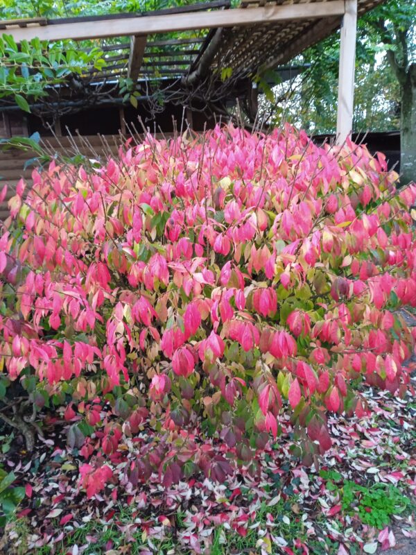 EUONYMUS alatus  (Fusain aile) – Image 9