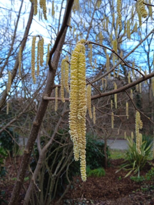 CORYLUS avellana (Noisetier) – Image 6