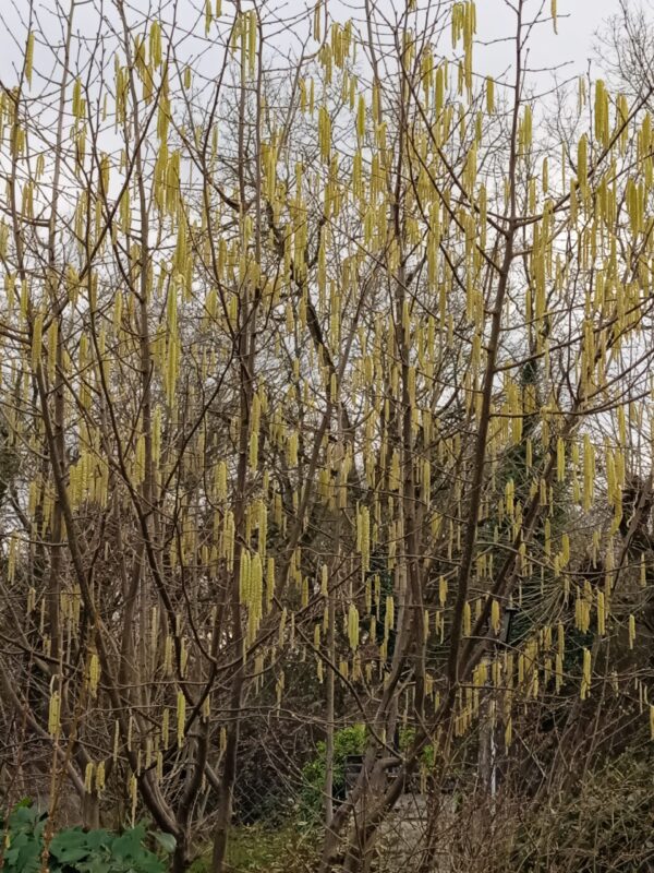 CORYLUS avellana (Noisetier) – Image 5