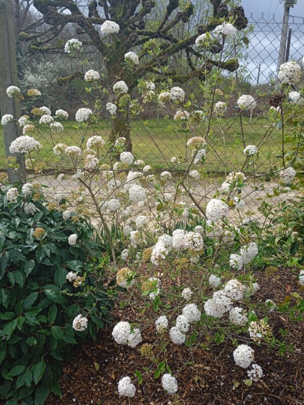 VIBURNUM carlesii (Viorne de Carles) – Image 5