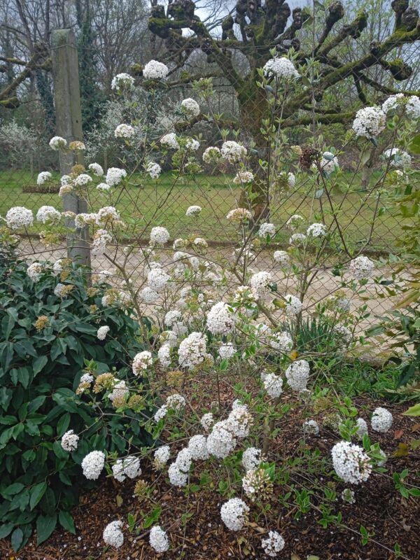VIBURNUM carlesii (Viorne de Carles) – Image 4
