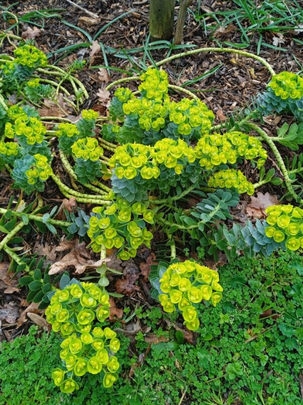 EUPHORBIA myrsinites (Euphorbe rampante) – Image 3