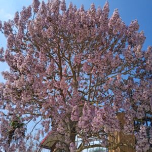 PAULOWNIA tomentosa (Arbre impérial)
