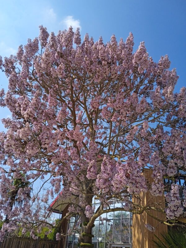 PAULOWNIA tomentosa (Arbre impérial)