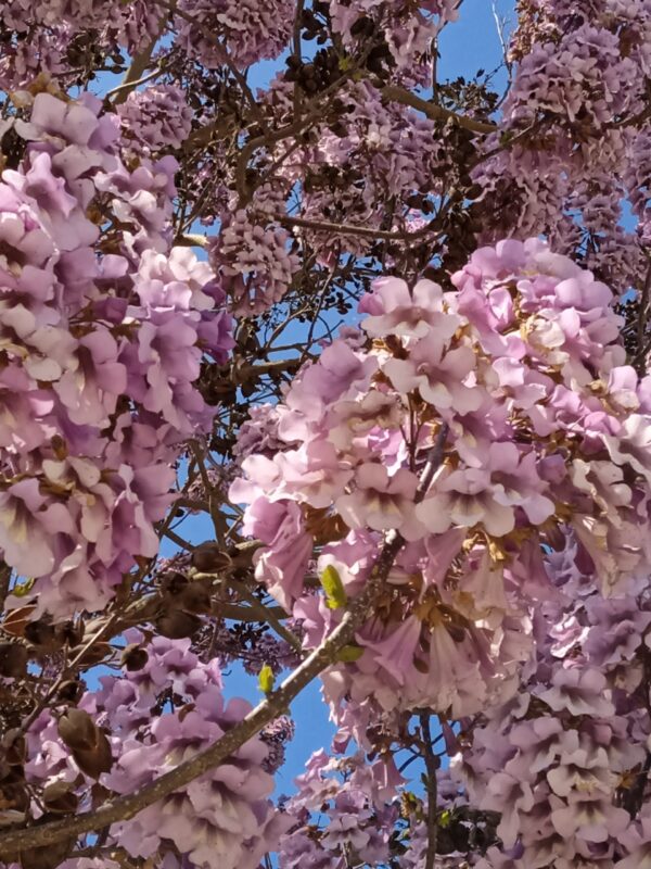 PAULOWNIA tomentosa (Arbre impérial) – Image 6