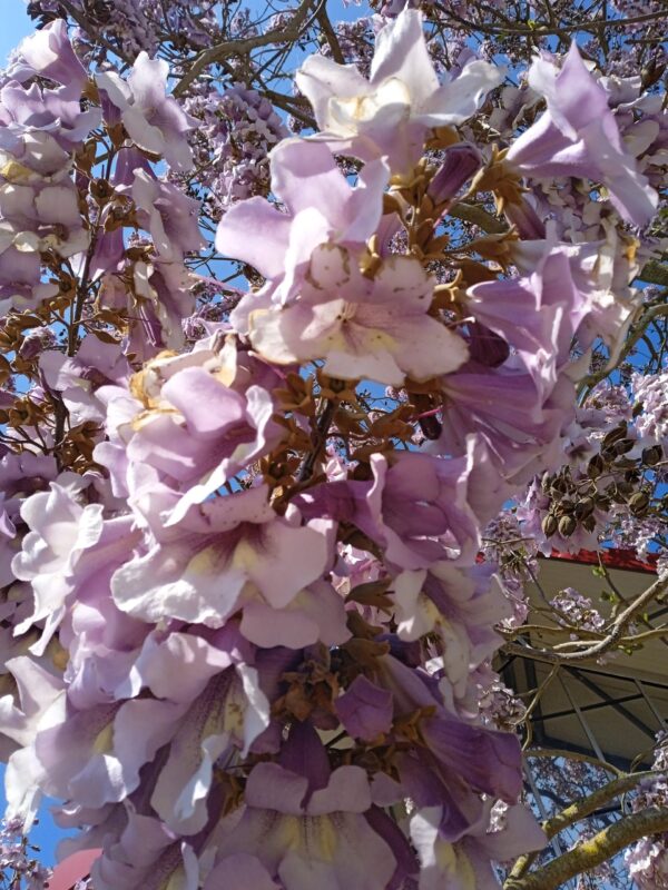 PAULOWNIA tomentosa (Arbre impérial) – Image 7
