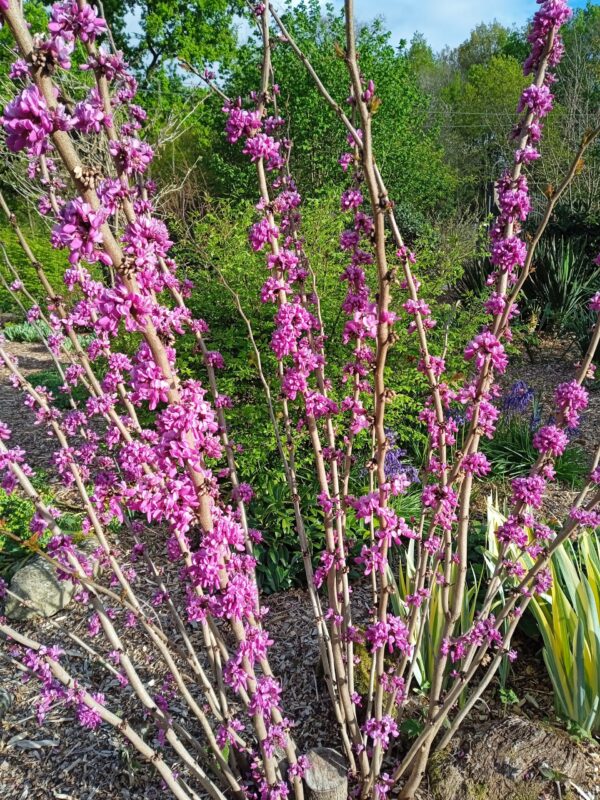 CERCIS chinensis  'Avondale'  (Arbre de Judée nain) – Image 8
