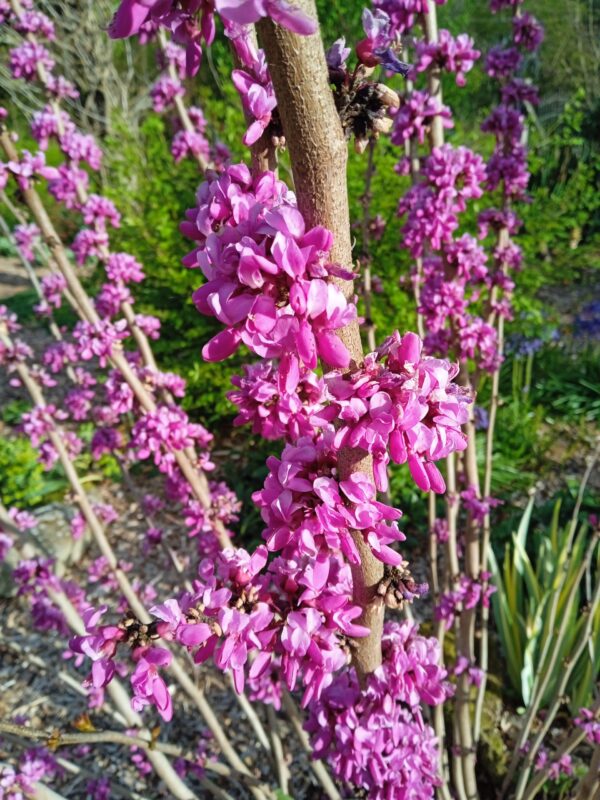 CERCIS chinensis  'Avondale'  (Arbre de Judée nain) – Image 7