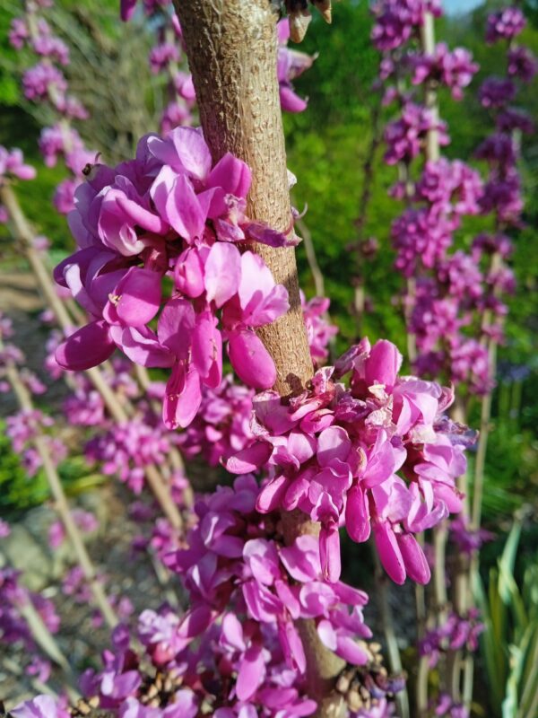 CERCIS chinensis  'Avondale'  (Arbre de Judée nain) – Image 6