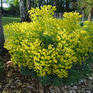 EUPHORBIA characias (Euphorbe)