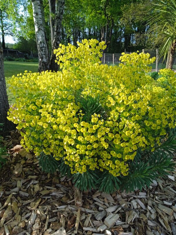 EUPHORBIA characias (Euphorbe)