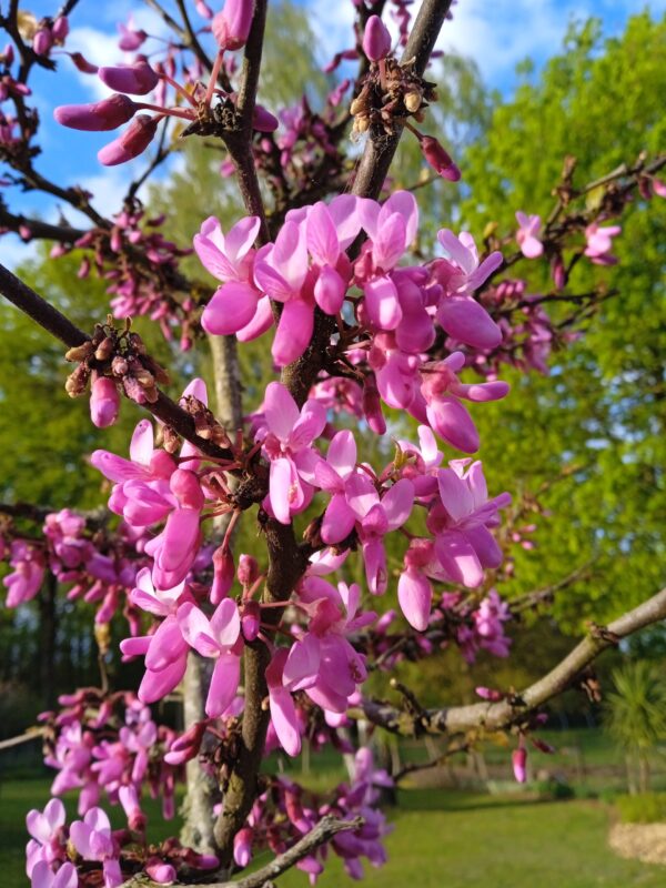 CERCIS siliquastrum  (Arbre de Judée) – Image 4