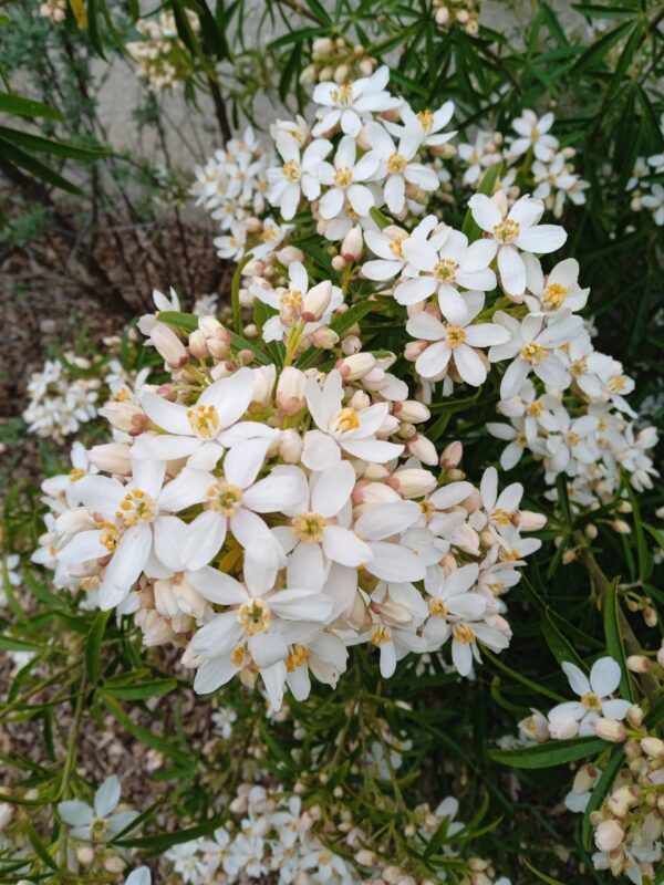 CHOISYA ternata  'Aztec pearl'  (Oranger du Mexique) – Image 4