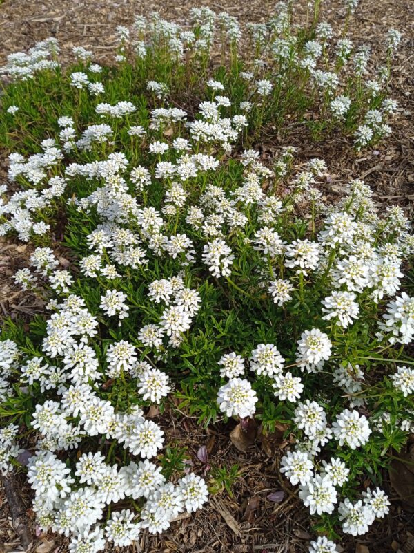 IBERIS sempervirens 'Snowflake' – Image 4
