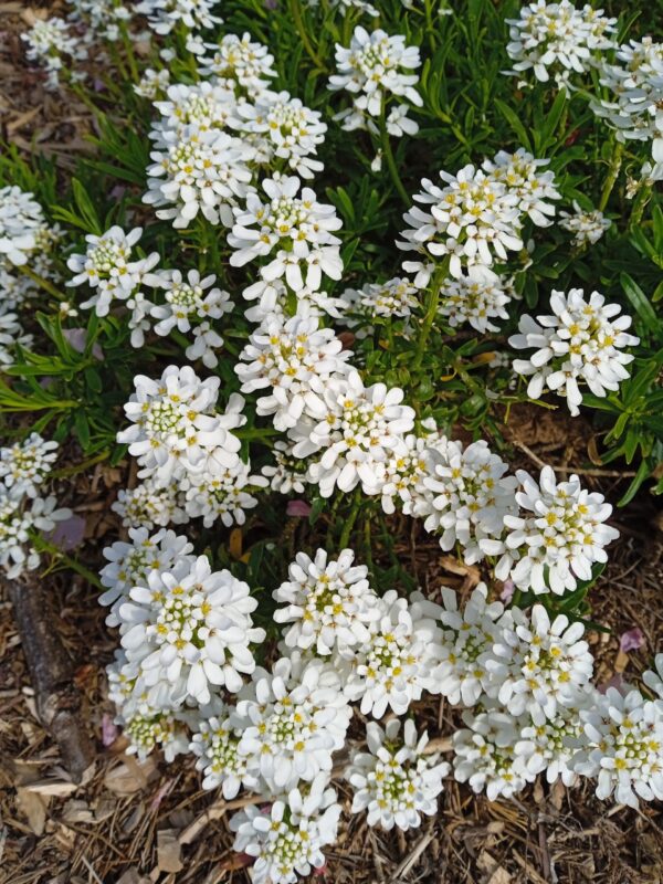 IBERIS sempervirens 'Snowflake' – Image 3
