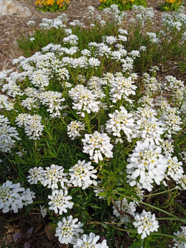 IBERIS sempervirens 'Snowflake' – Image 2