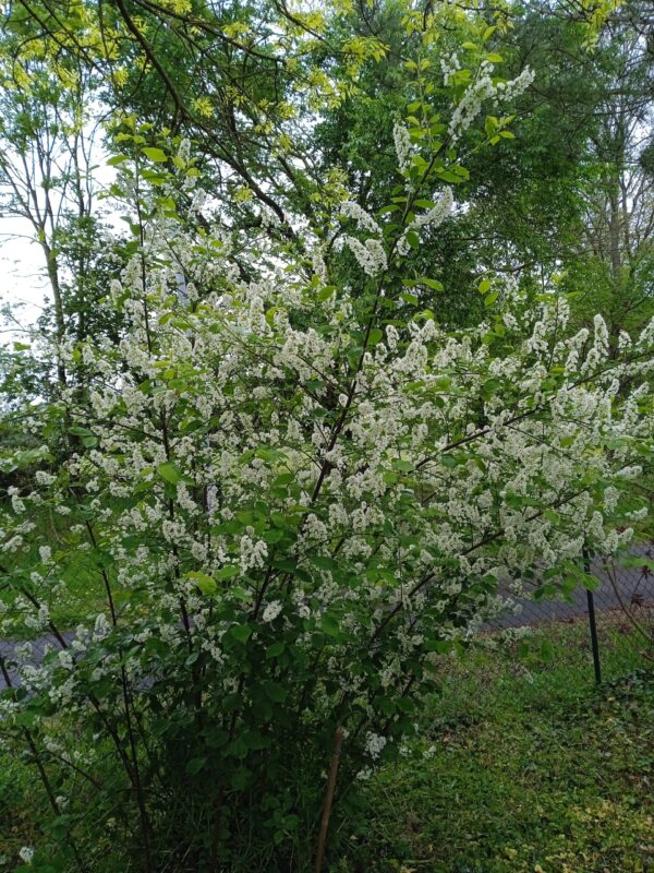 PRUNUS padus  (Cerisier ou Merisier à grappe) – Image 3