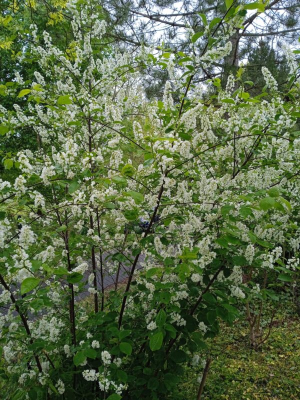 PRUNUS padus  (Cerisier ou Merisier à grappe) – Image 4