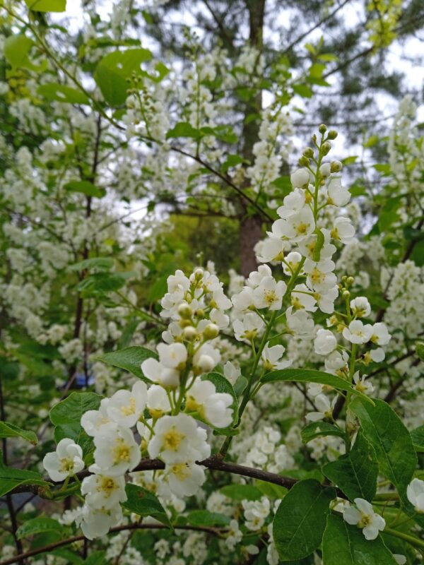 PRUNUS padus  (Cerisier ou Merisier à grappe) – Image 5