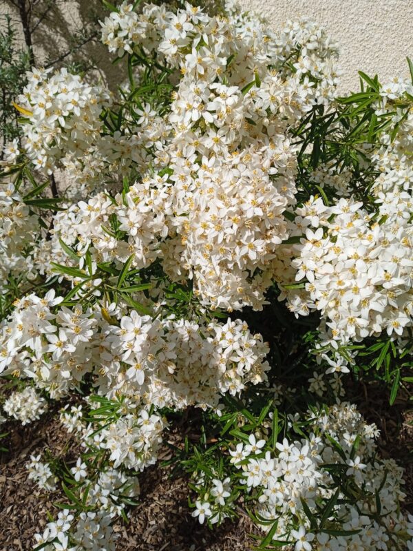CHOISYA ternata 'Aztec pearl' (Oranger du Mexique)