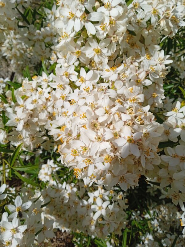 CHOISYA ternata  'Aztec pearl'  (Oranger du Mexique) – Image 7