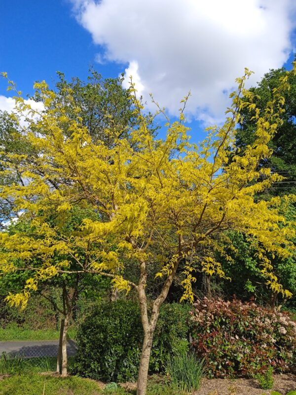 GLEDITSIA triacanthos  'Sunburst' (Févier d'Amérique doré) – Image 2