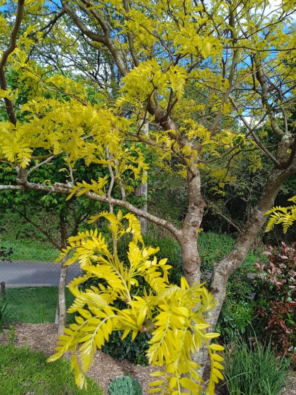 GLEDITSIA triacanthos  'Sunburst' (Févier d'Amérique doré) – Image 3