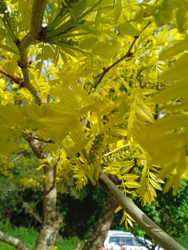 GLEDITSIA triacanthos  'Sunburst' (Févier d'Amérique doré) – Image 4